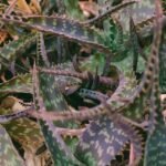 Aloe vera devient rouge