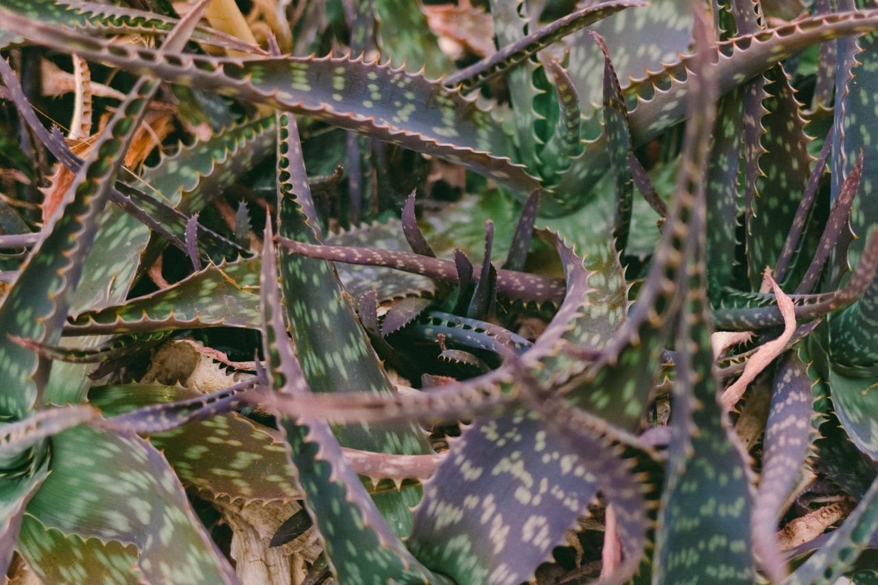 Aloe vera devient rouge